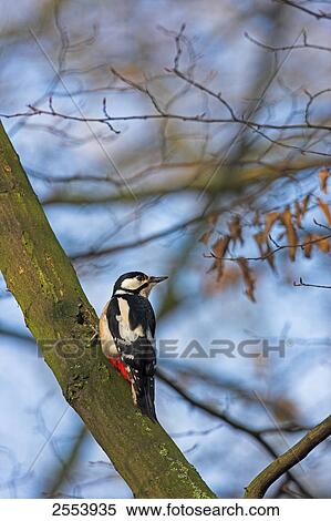 Stock Photography - Great Spotted Woodpecker (Dendrocopos major) perching on branch . Fotosearch