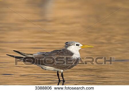 Greater Crested Tern (Sterna bergii) standing in shallow water, side view View Large Photo Image Stock Photograph - Greater Crested Tern (Sterna bergii) standing in shallow water, side view . Fotosearch