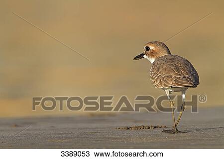 Stock Image - Greater Sand Plover (Charadrius leschenaultii), rear view . Fotosearch