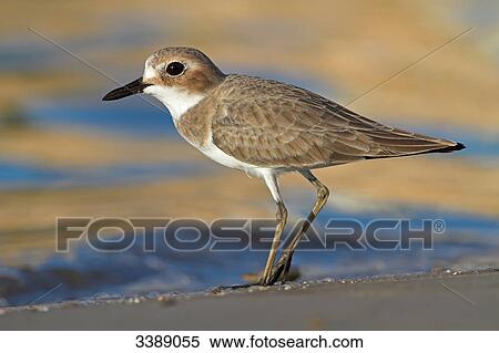 Stock Photography - Greater Sand Plover (Charadrius leschenaultii), side view . Fotosearch
