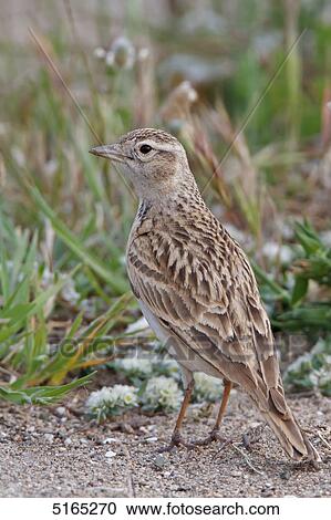 Stock Image - Greater Short-toed Lark, Calandrella brachydactyla . Fotosearch