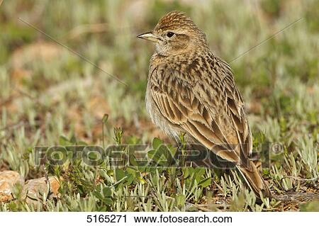 Stock Image - Greater Short-toed Lark, Calandrella brachydactyla . Fotosearch