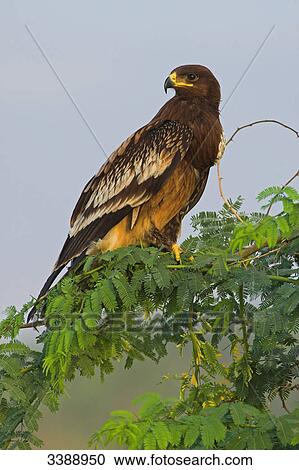 Stock Image - Greater Spotted Eagle (Aquila clanga) sitting on a branch, low angle view . Fotosearch