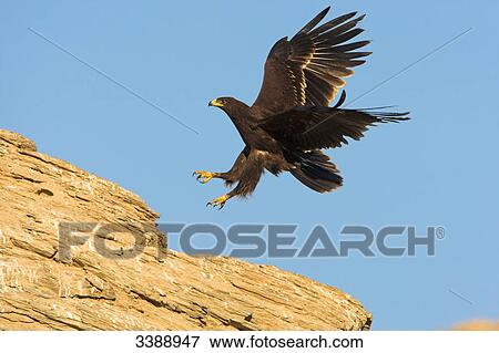 Greater Spotted Eagle (Aquila clanga) landing on a rock, low angle view View Large Photo Image Stock Photo - Greater Spotted Eagle (Aquila clanga) landing on a rock, low angle view . Fotosearch