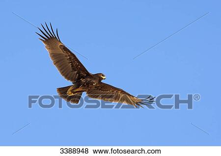 Greater Spotted Eagle (Aquila clanga) flying against blue sky View Large Photo Image Stock Photo - Greater Spotted Eagle (Aquila clanga) flying against blue sky . Fotosearch