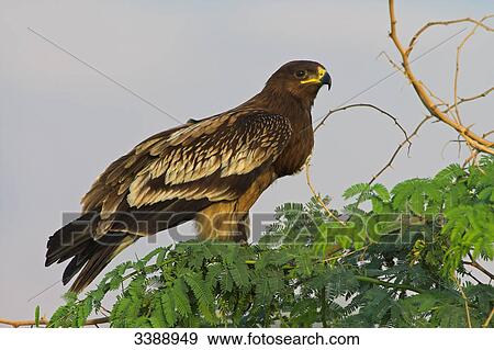 Greater Spotted Eagle (Aquila clanga) sitting on a branch, side view View Large Photo Image Stock Photo - Greater Spotted Eagle (Aquila clanga) sitting on a branch, side view . Fotosearch