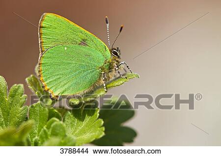 Green Hairstreak (Callophrys rubi) View Large Photo Image Picture - Green Hairstreak (Callophrys rubi) . Fotosearch