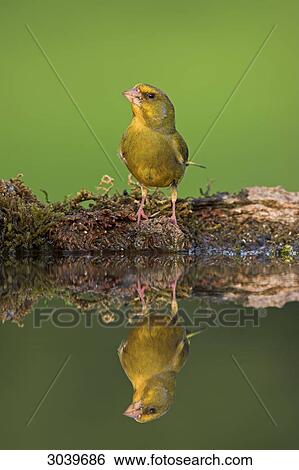 Stock Photograph - Greenfinch (Carduelis chloris) sitting at waterhole, front view with reflection . Fotosearch