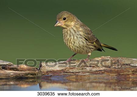 Greenfinch (Carduelis chloris) sitting at waterhole View Large Photo Image Stock Photography - Greenfinch (Carduelis chloris) sitting at waterhole . Fotosearch