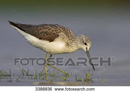 Stock Photograph - Greenshank (Tringa nebularia) in shallow water, side view . Fotosearch
