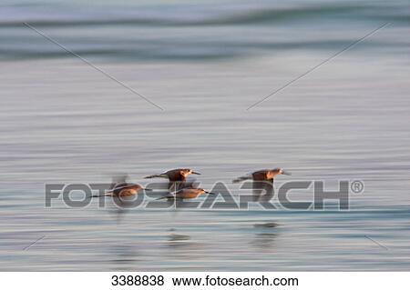 Stock Photo - Greenshanks (Tringa nebularia) flying over the water, elevated view . Fotosearch