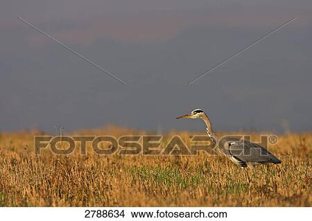 Grey heron (Ardea cinerea) in cornfield View Large Photo Image Picture - Grey heron (Ardea cinerea) in cornfield . Fotosearch