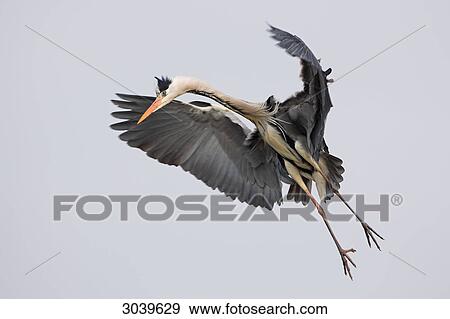 Grey Heron (Ardea cinerea) in landing approach, full-length shot View Large Photo Image Stock Photo - Grey Heron (Ardea cinerea) in landing approach, full-length shot . Fotosearch