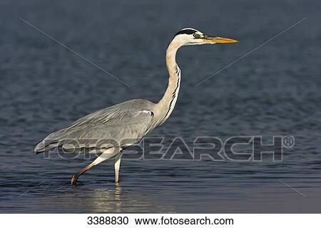 Grey Heron (Ardea cinerea) standing in shallow water, side view  View Large Photo Image Stock Image - Grey Heron (Ardea cinerea) standing in shallow water, side view . Fotosearch