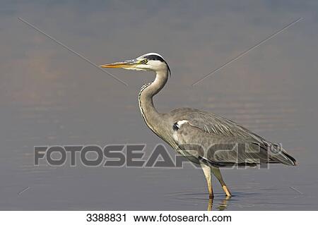 Stock Image - Grey Heron (Ardea cinerea) standing in shallow water, side view . Fotosearch