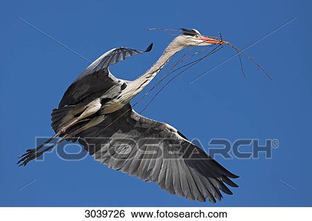 Grey Heron (Ardea cinerea) with branch in the beak, view from below View Large Photo Image Stock Photograph - Grey Heron (Ardea cinerea) with branch in the beak, view from below . Fotosearch