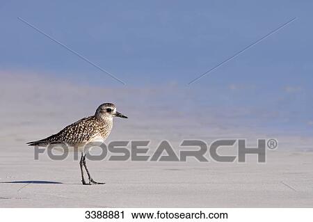 Grey Plover (Pluvialis squatarola) on a beach, side view View Large Photo Image Stock Image - Grey Plover (Pluvialis squatarola) on a beach, side view . Fotosearch