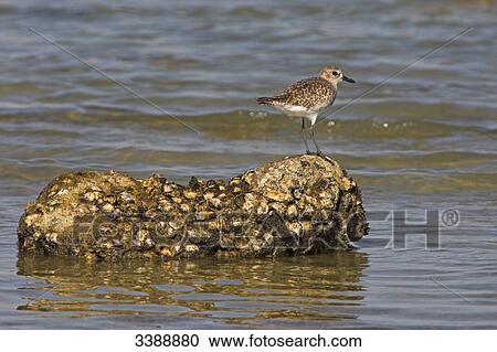 Stock Image - Grey Plover (Pluvialis squatarola) standing on a stone at a coast, side view . Fotosearch