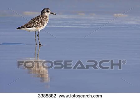 Stock Image - Grey Plover (Pluvialis squatarola) standing in shallow water, side view . Fotosearch