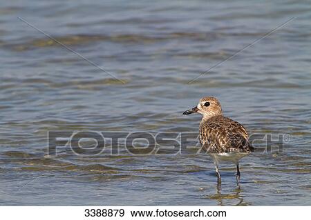 Stock Photo - Grey Plover (Pluvialis squatarola) standing in shallow water . Fotosearch