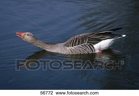 Stock Image - Greylag Goose (Anser anser) swimming in water . Fotosearch