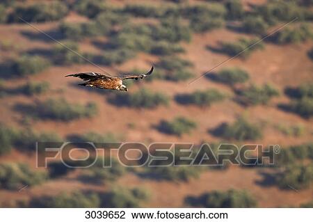 Stock Image - Griffon Vulture (Gyps fulvus) flying over bush landscape, aerial view . Fotosearch