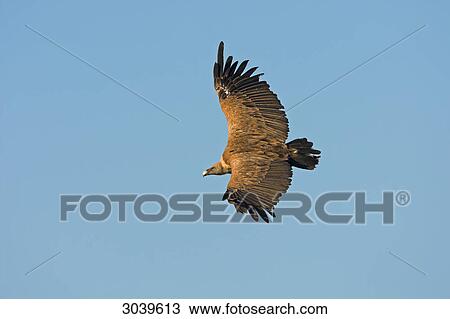 Griffon Vulture (Gyps fulvus) in mid-air, side view View Large Photo Image Stock Image - Griffon Vulture (Gyps fulvus) in mid-air, side view . Fotosearch