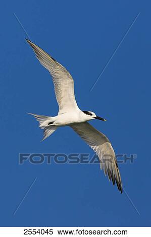 Gros Plan De Sterne Oiseau Vol Banques De Photographies