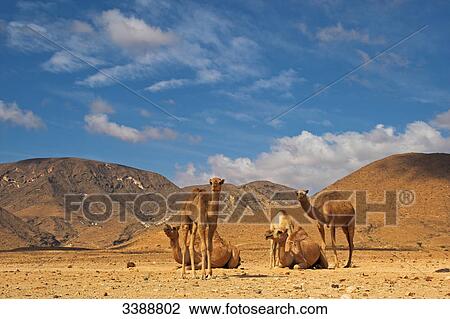Stock Image - Group of dromedaries (Camelus dromedarius) in the desert . Fotosearch