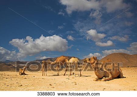 Group of dromedaries (Camelus dromedarius) in the desert View Large Photo Image Stock Image - Group of dromedaries (Camelus dromedarius) in the desert . Fotosearch