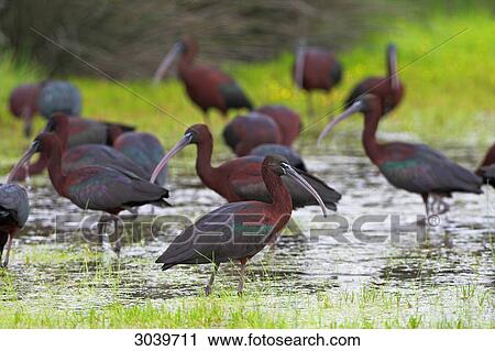 Group of Glossy Ibises (Plegadis falcinellus) wading through water View Large Photo Image Stock Image - Group of Glossy Ibises (Plegadis falcinellus) wading through water . Fotosearch