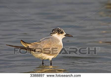 Stock Photo - Gull-billed Tern (Gelochelidon nilotica) standing in shallow water, side view . Fotosearch