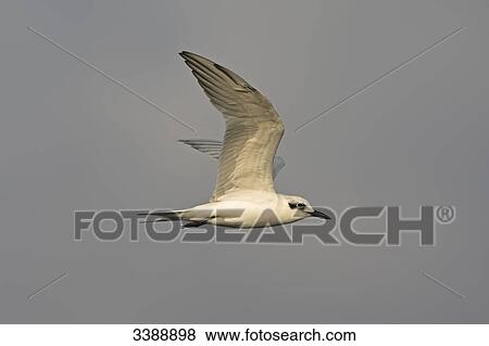 Gull-billed Tern (Gelochelidon nilotica) flying, side view View Large Photo Image Stock Photo - Gull-billed Tern (Gelochelidon nilotica) flying, side view . Fotosearch