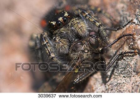 Stock Photo - Haired spider with prey insect, macro shot . Fotosearch