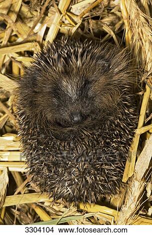 HEdgehog, Erinaceidae, Geesthacht, Schleswig-Holstein, Germany View Large Photo Image Picture - HEdgehog, Erinaceidae, Geesthacht, Schleswig-Holstein, Germany . Fotosearch