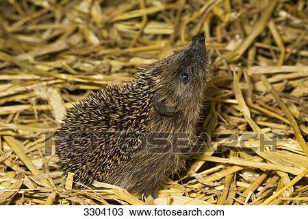 HEdgehog, Erinaceidae, Geesthacht, Schleswig-Holstein, Germany View Large Photo Image Stock Image - HEdgehog, Erinaceidae, Geesthacht, Schleswig-Holstein, Germany . Fotosearch