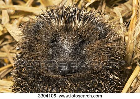 Hedgehog, Erinaceidae, Geesthacht, Schleswig-Holstein, Germany View Large Photo Image Stock Photography - Hedgehog, Erinaceidae, Geesthacht, Schleswig-Holstein, Germany . Fotosearch