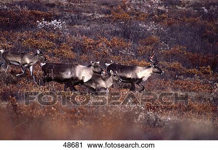 Herd of Caribous (Rangifer tarandus) walking in field, Denali National Park, Alaska, USA View Large Photo Image Stock Image - Herd of Caribous (Rangifer tarandus) walking in field, Denali National Park, Alaska, USA . Fotosearch