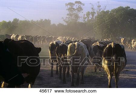 Herd of cows walking in field, Australia View Large Photo Image Stock Photo - Herd of cows walking in field, Australia . Fotosearch