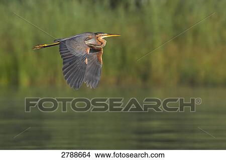 Heron flying over river View Large Photo Image Picture - Heron flying over river . Fotosearch