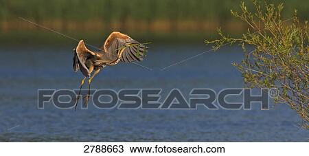 Heron flying over river View Large Photo Image Stock Image - Heron flying over river . Fotosearch