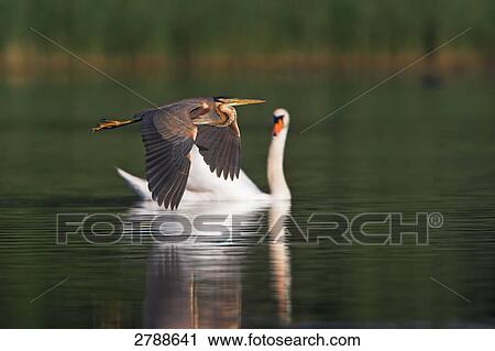 Stock Image - Heron flying over river with swan in background . Fotosearch