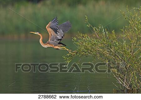 Heron leaving tree View Large Photo Image Stock Image - Heron leaving tree . Fotosearch