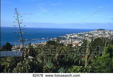 High angle view of a town on a coast, Madeira, Portugal View Large Photo Image Stock Photo - High angle view of a town on a coast, Madeira, Portugal . Fotosearch