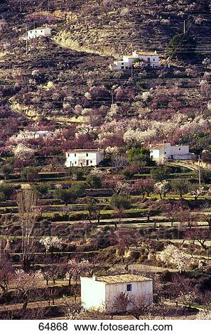 High angle view of almond trees and buildings, Velez Blanco, Almeria, Andalusia, Spain View Large Photo Image Stock Photo - High angle view of almond trees and buildings, Velez Blanco, Almeria, Andalusia, Spain . Fotosearch