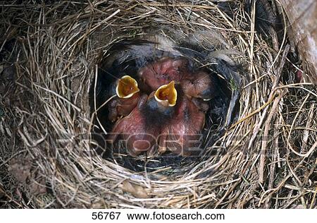 High angle view of chicks in its nest View Large Photo Image Stock Photo - High angle view of chicks in its nest . Fotosearch