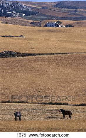 High angle view of two horses in dry cornfield, Andalusia, Spain View Large Photo Image Stock Photography - High angle view of two horses in dry cornfield, Andalusia, Spain . Fotosearch