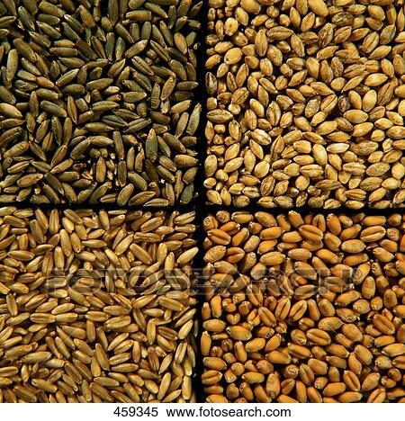 Stock Photography - High angle view of wheat . Fotosearch