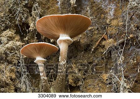 Hony mushroom, Armillaria mellea, Wohldorf, Germany View Large Photo Image Stock Photo - Hony mushroom, Armillaria mellea, Wohldorf, Germany . Fotosearch