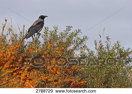 Hooded crow (Corvus cornix) perching on branch View Large Photo Image Stock Photo - Hooded crow (Corvus cornix) perching on branch . Fotosearch
